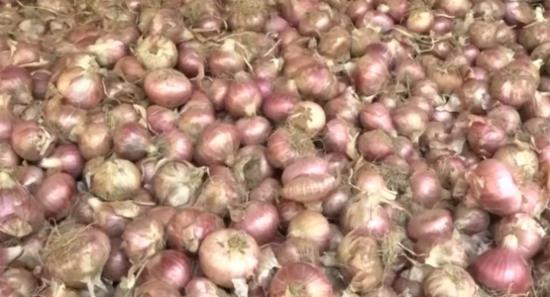 Sri Lanka to Buy Big Onions at Rs. 130 per Kilo